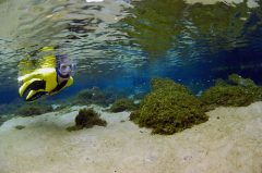 BRA11_GoSnorkelling_PixieImage