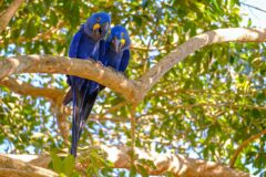 Hyacinth Macaw in a tree in Brazil