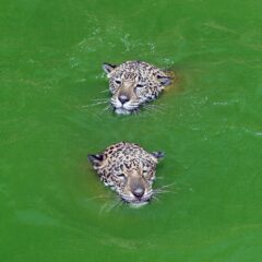 Brazil_ThePantanal_ShutterStock-6