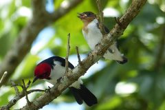 ECODESTINOS ©-Colombia-Colombian Amazon-02 June 2016