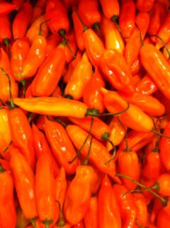 Peru_Lima_LauraRendell-Dunn