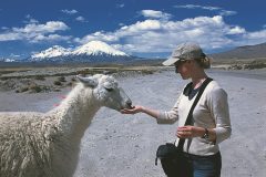 llama clouds girl feeding