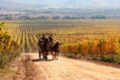 chi20-winetour-free-turismochile