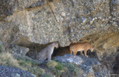 Search for Puma in Torres Del Paine