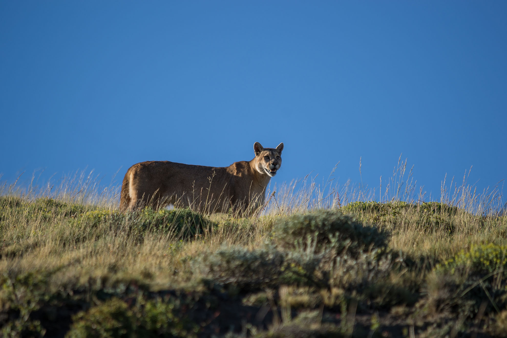 Search for Puma in Torres Del Paine