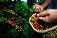 col10-coffee-production-proexport-free