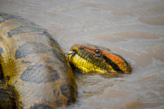 ColombiaLlanosNepuno4