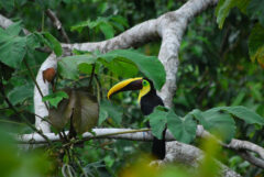 COS _OsaPeninsula_ChestnutBilledToucan_MN_free