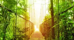 Bridge in the Arenal