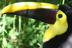 COS_ChestnutMandibledToucan_ToucanRescueRanch_freewithcredit