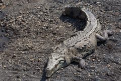 CostaRica_CostaRicanPacificcoast_Carara_ShutterStock-2