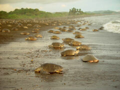 olive ridley turtles