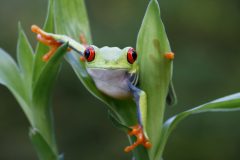 cos18-spot-wildlife-in-coastal-rainforest-free-ict