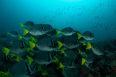 ecu12-diving-in-the-galapagos-metro-free