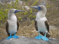 ecu15-bird-watching-in-the-galapagos-latin-trails-free