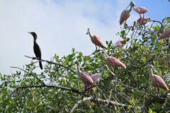 ecu18-explore-the-mangroves-tropic-free