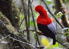 ecu20-spot-the-cock-of-the-rock-dn-free