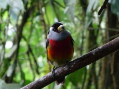 ecu21-explore-the-cloud-forest-dn-free