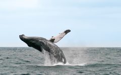 ecu24-whale-watching-free-advantagetravel