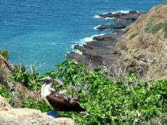 ecu25-visit-isla-de-la-plata-free-advantagetravel