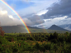 SAL06_RutaDeLasFlores_Picassa_Cordillera_De_Apaneca