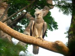 guy02-harpy-eagle-free-cristalinojunglelodge