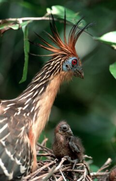 guy03-hoatzin-and-chick-wilderness-explorers-free