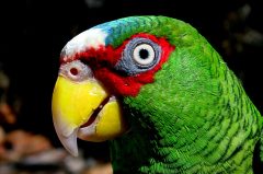 hon08-get-close-to-nature-free-mariourrutia