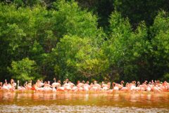 mex24-celestun-free-mn