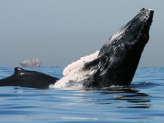 Whales in Bahia Banderas