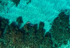 Snorkelling in Bay Islands
