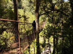 hanging-bridges-and-ziplines