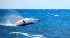PAN_humpbackWhaleCrop_shutterstock218396926_freewithcredit