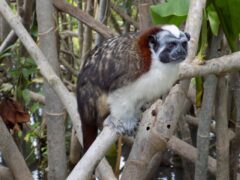 Panama_Soberania-national-park_CJ_1