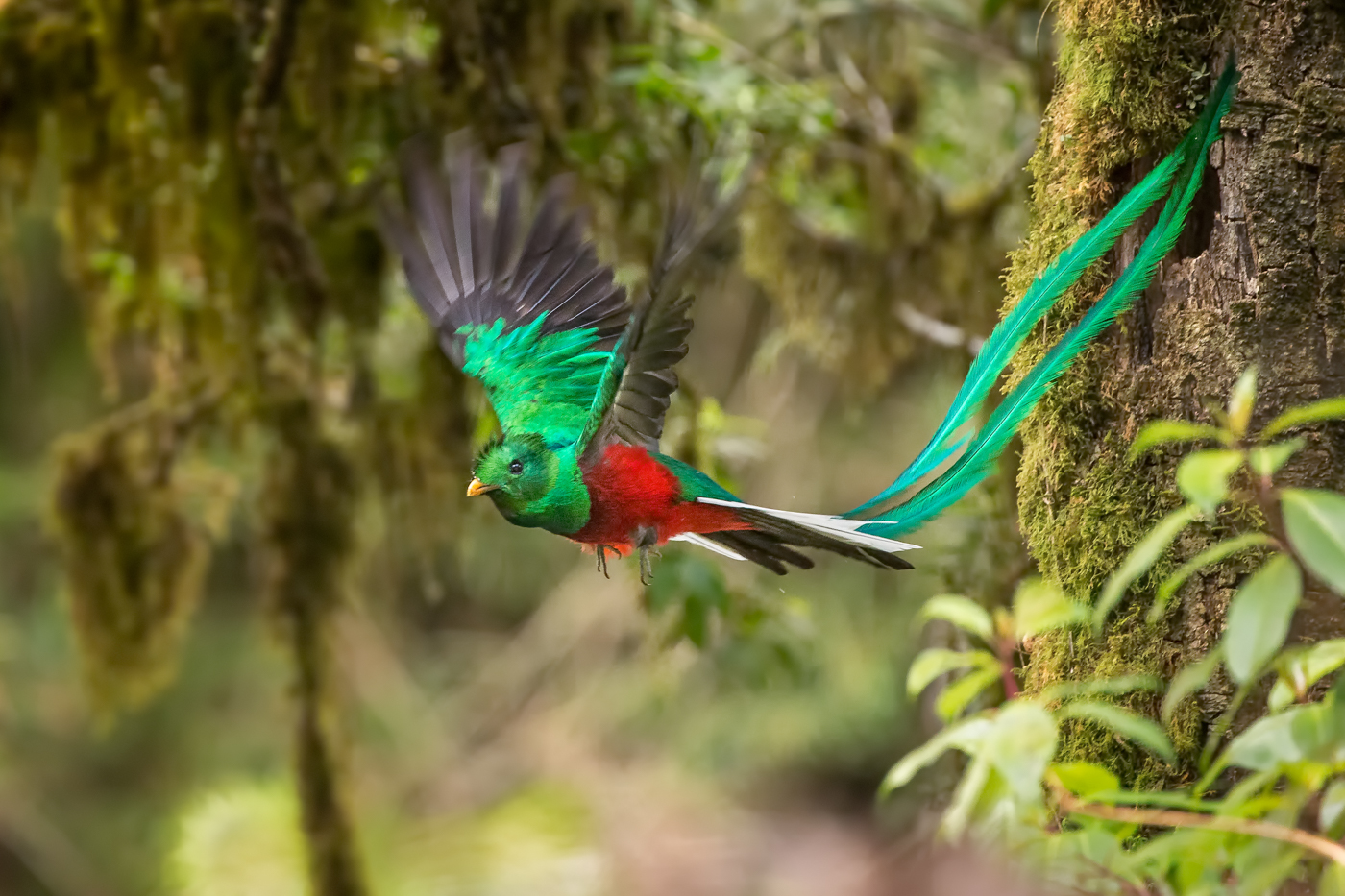 COS_ResplendentQuetzal_shutterstock_193860626_freewithcredit
