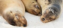GPS_sealions_DanielAllen_Free