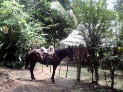 pan03-horseridevolcano-free-ja