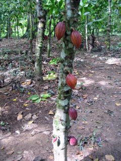 Cocoa plantation, Bukare, Sucre, Venezuela, Jun 2010, CJ