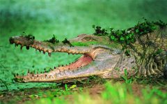 ven04-caiman-del-orinoco-free-condor-verde