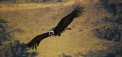 Condor in Patagonia